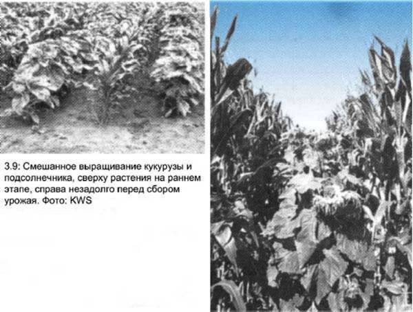 Смешанное выращивание кукурузы и подсолнечника